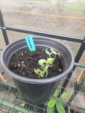 Cucamelon Seedling  (Plant Will Be Divided)